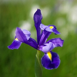 Iris Hollandica, Dutch Iris, Late spring blooms, Iris Apollo, Iris Casablanca, Iris Professor Blaauw, Iris Sky Beauty, Iris Blue Magic, Iris Eye of the Tiger, Iris White Cloud,Blue iris, White Iris